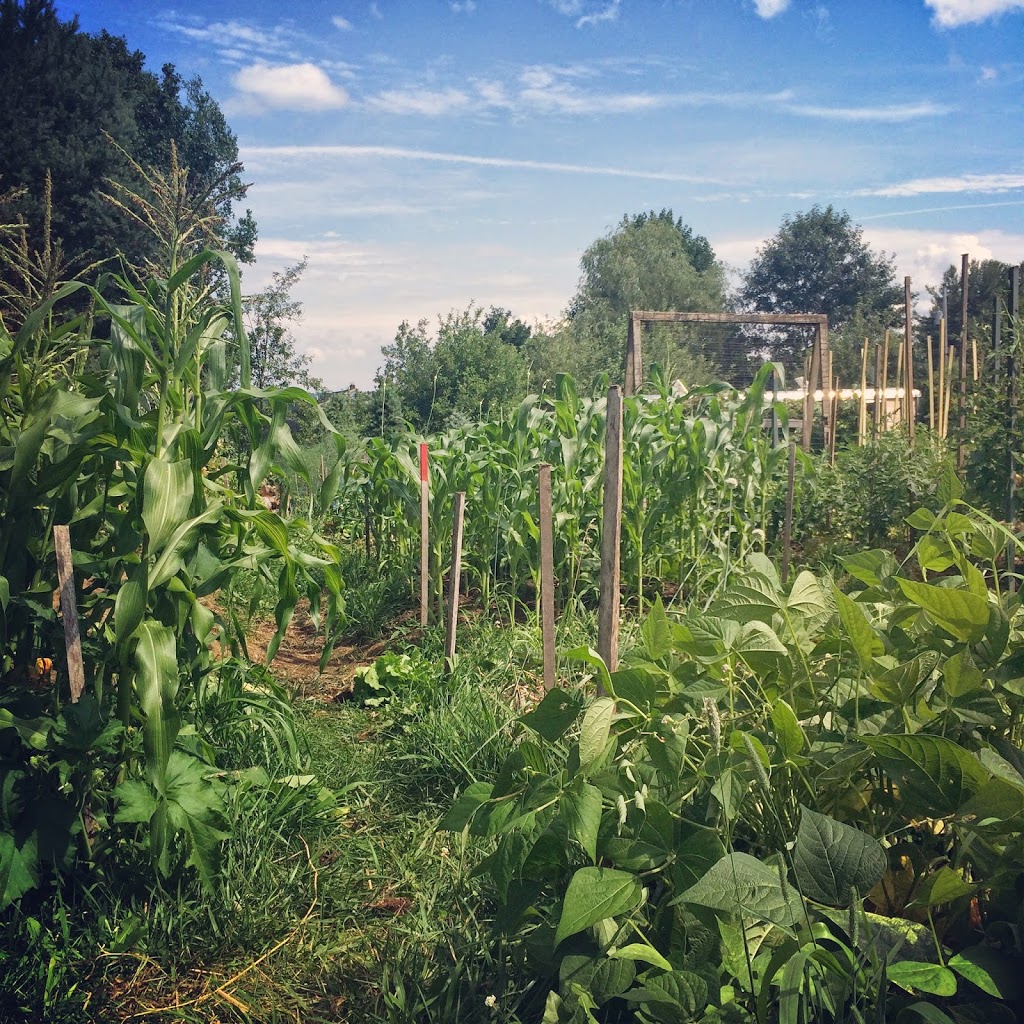 Saving Summer’s Harvest: how to blanch green beans (video)