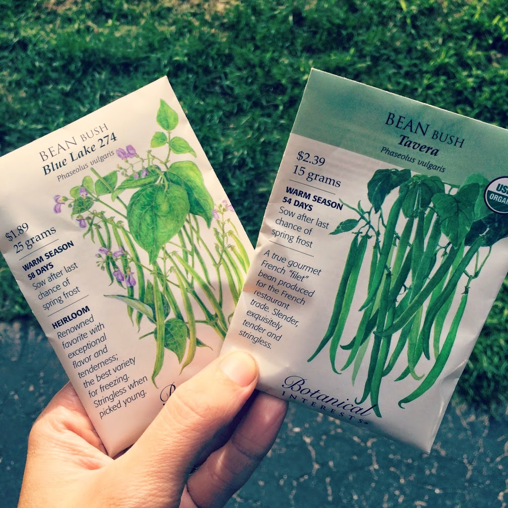 Yes! You can still start growing beans in the middle of July! (video)