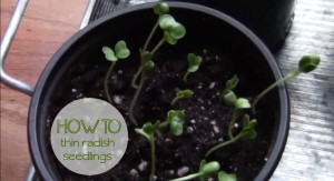 How to thin radish seedlings (video) From the Family With Love