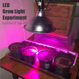 LED grow light experiment Radishes Spinach From the Family With Love