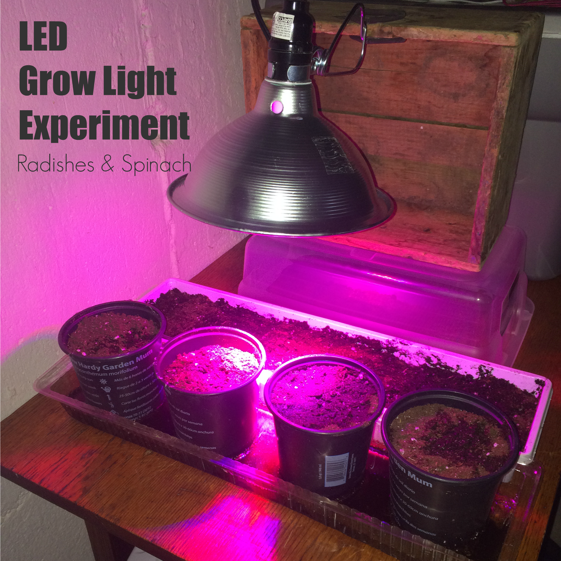 Growing Radishes & Spinach Indoors: LED 12W Grow light (video)