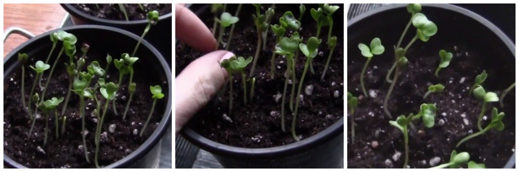 Thinning Radish Seedlings (video) From the Family With Love
