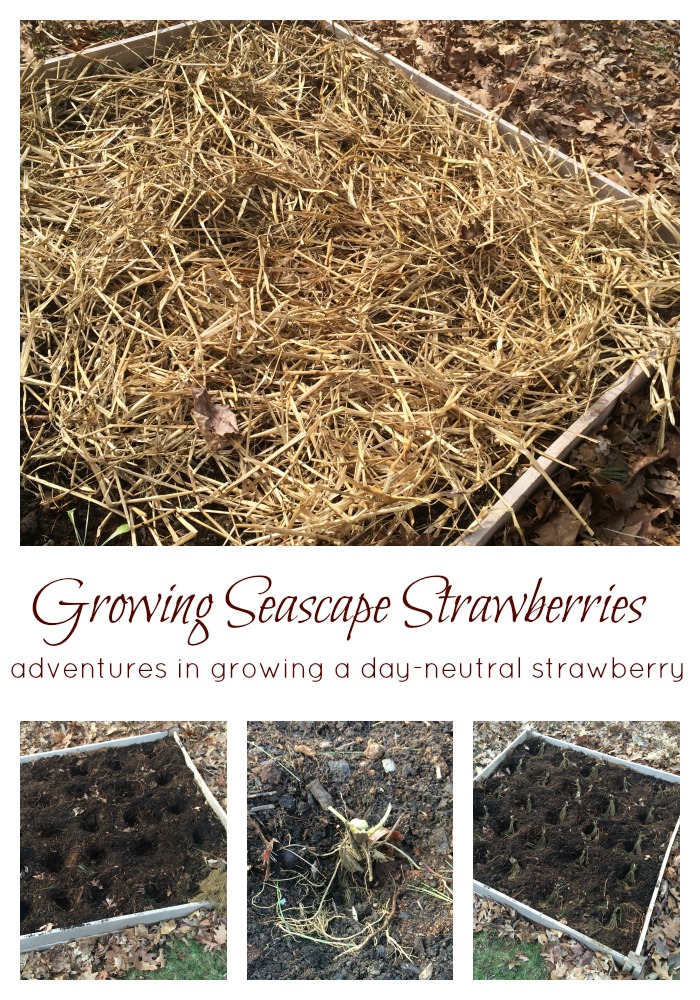 In the Garden: Growing Day-Neutral Seascape Strawberries