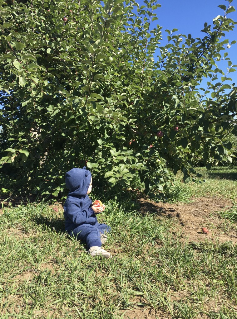Apple Picking with Freshly Picked Moccasins Purl Sweater From the Family With Love