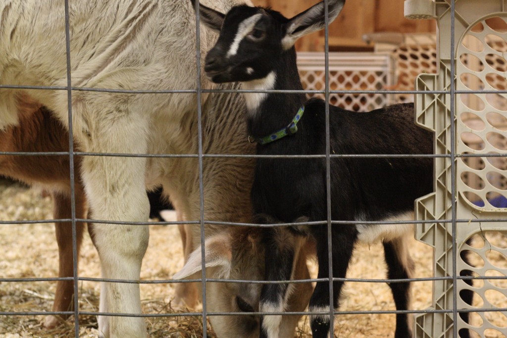 Snack Time at the Farm with Stonyfield YoBaby Banana Mango Yogurt