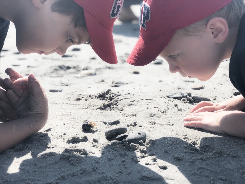 From the Road: NH Jenness State Beach Rye NH - hermit crab