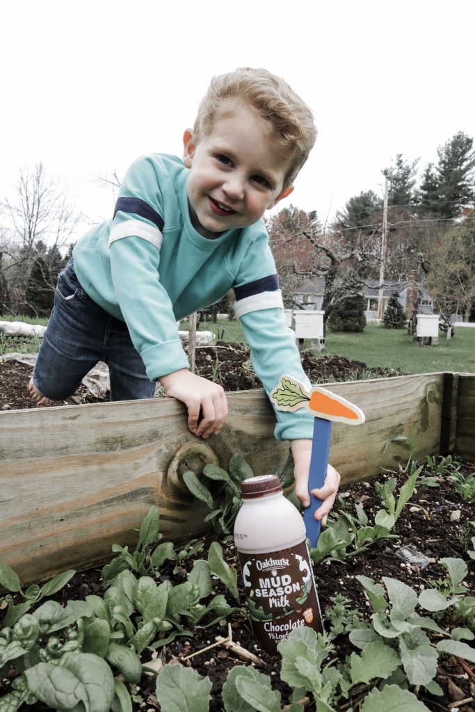 Spring Planting and Mud Season with Oakhurst Chocolate Milk with Spinach Bacon and Blue Cheese Quiche Recipe - From the Family