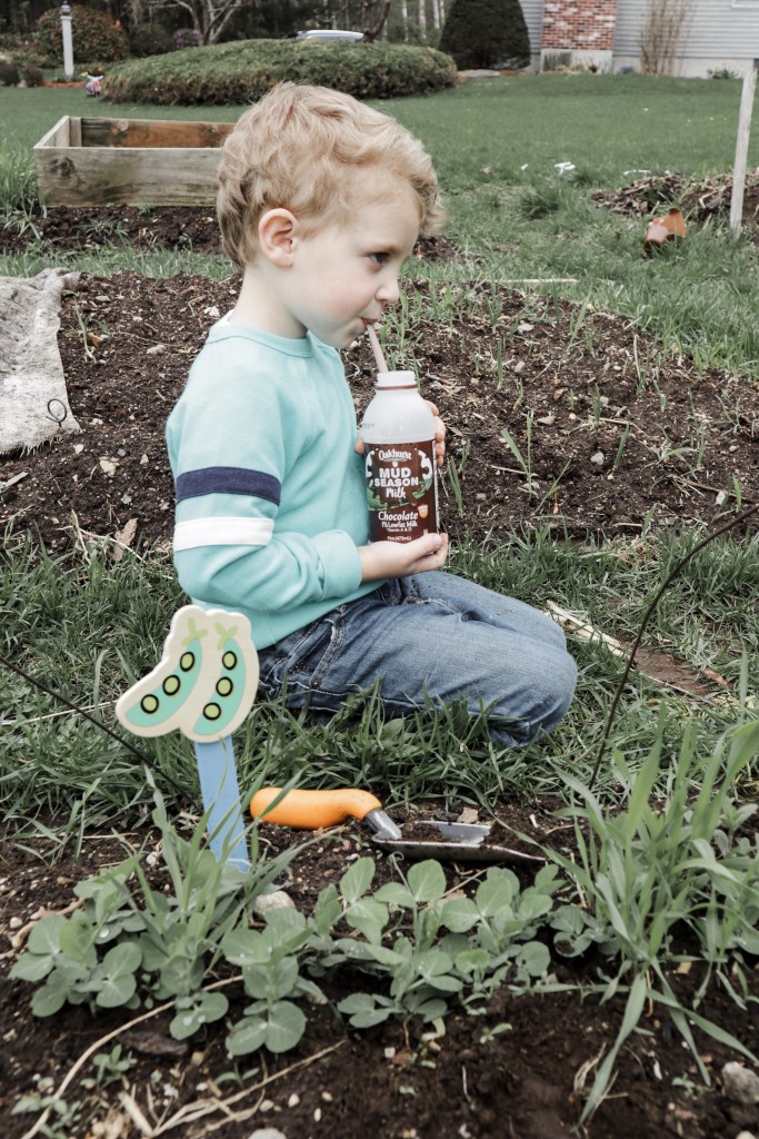 Spring Planting and Mud Season with Oakhurst Chocolate Milk with Spinach, Bacon & Blue Cheese Quiche Recipe - From the Family