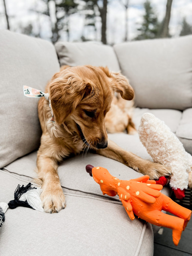 Everyday Pup Essentials with Babbleboxx