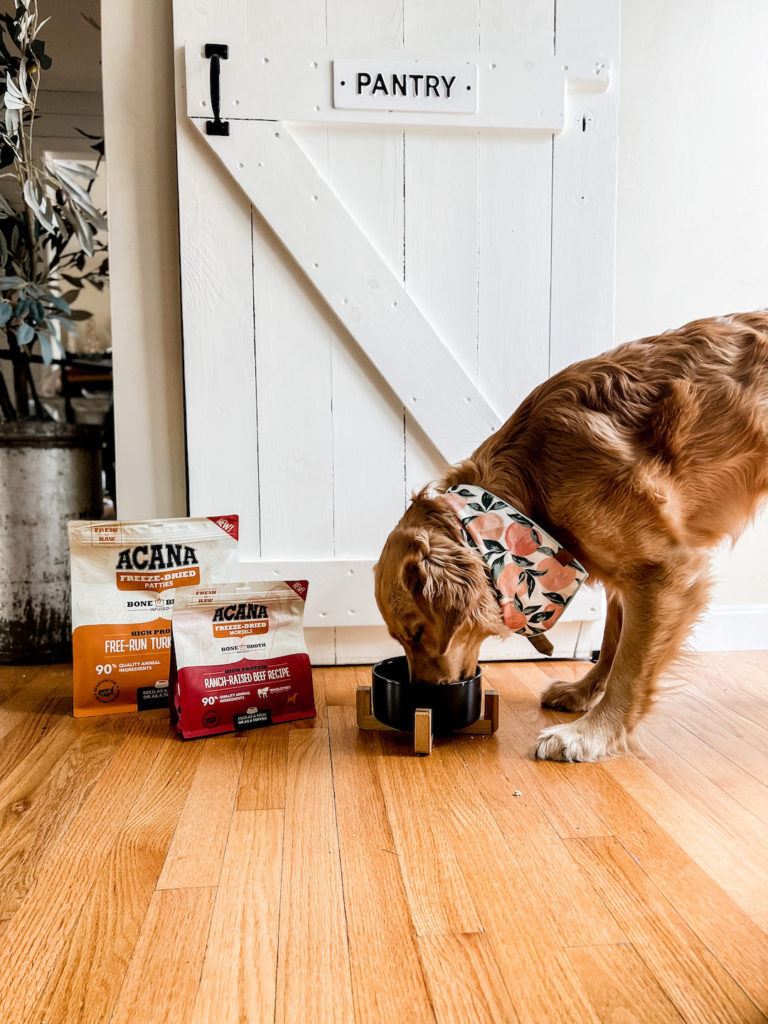 Everyday Pup Essentials with Babbleboxx