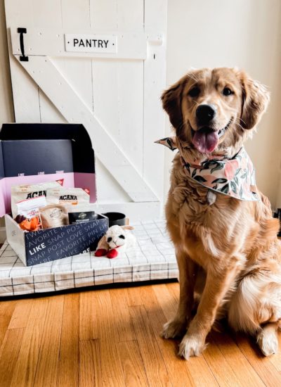 Everyday Pup Essentials with Babbleboxx