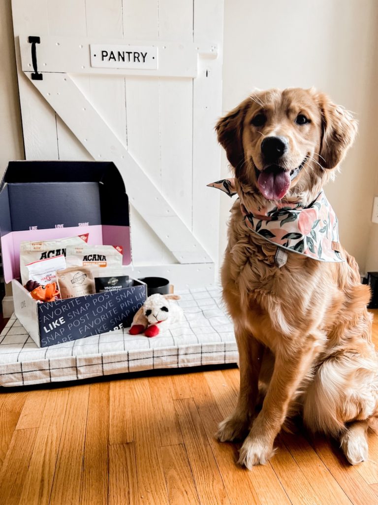 Everyday Pup Essentials with Babbleboxx