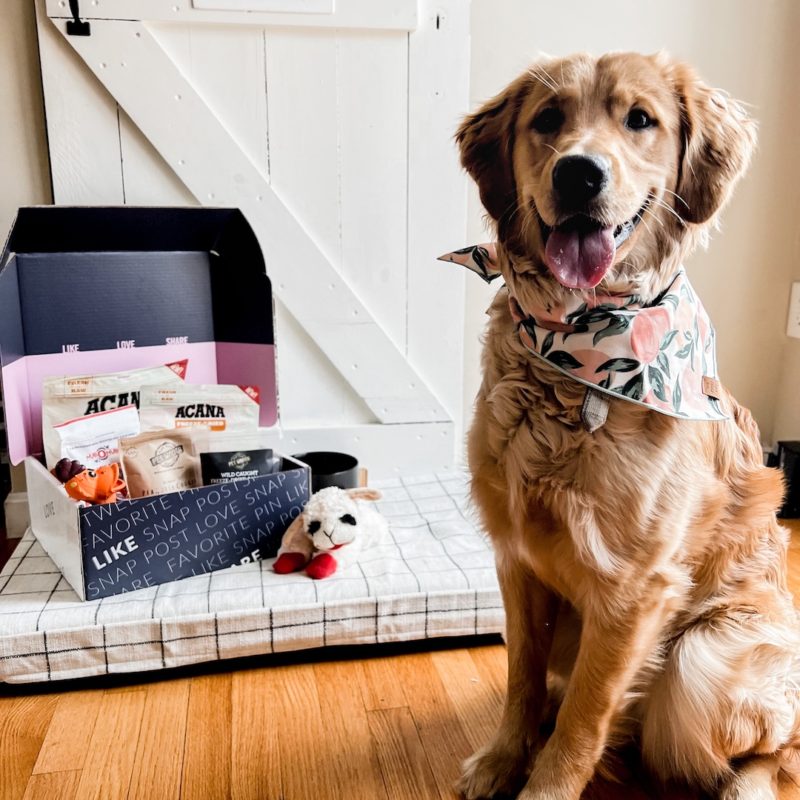 Everyday Pup Essentials with Babbleboxx